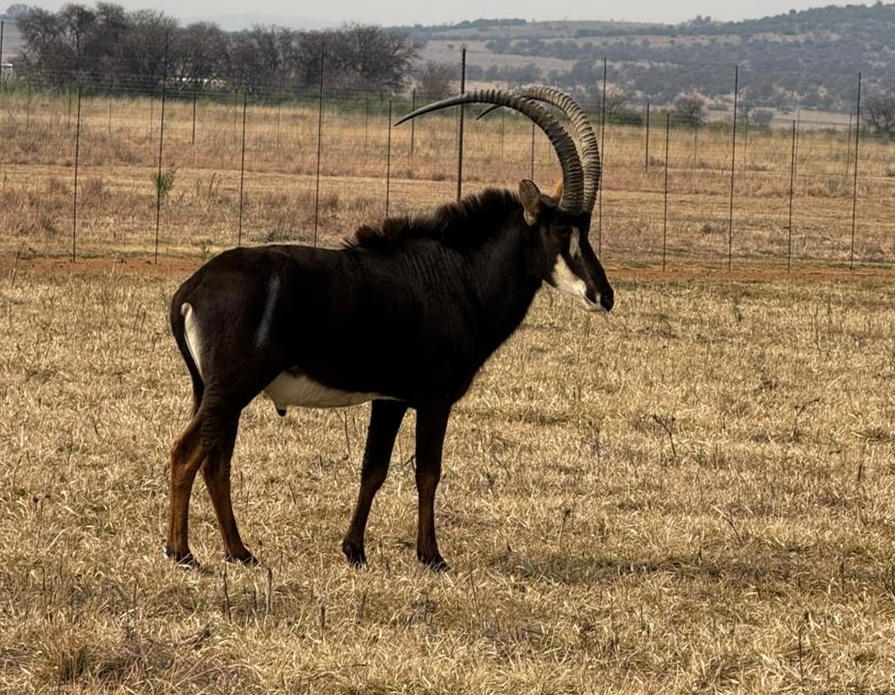 42" Sable bull 